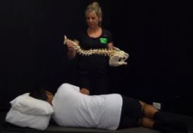 Chiropractic Porirua NZ Sleeping Positions