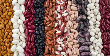 Chiropractic Porirua NZ Beans